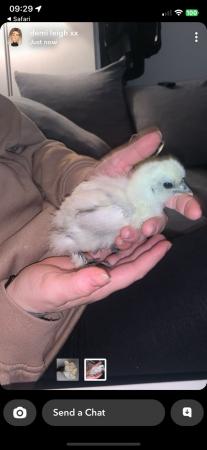 Image 1 of Silkie chickens need heat
