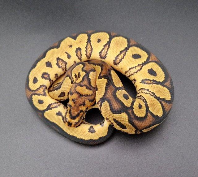Preview of the first image of Fire Yellow Belly Clown Male Ball Python 231201.
