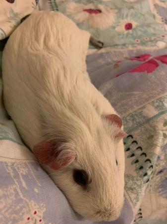 Image 1 of (Still for sale) Male guinea pig (3 years old) for rehoming