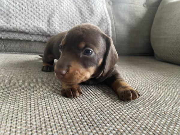 Image 3 of dachshund miniature puppies READY TO LEAVE 22nd MAY