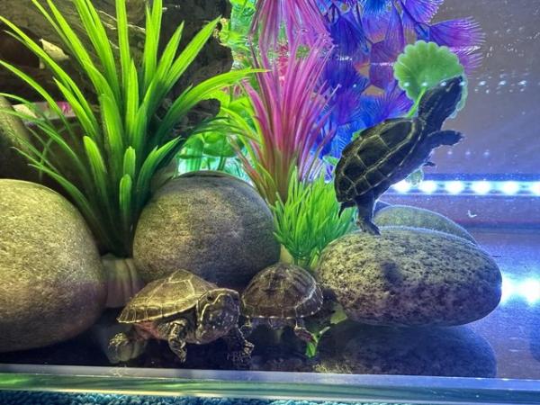 Image 2 of 3 musk turtles 18 months old