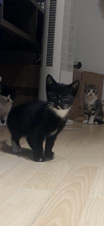 Image 4 of Kittens looking for loving Homes Newham
