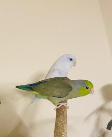 Image 6 of 2 Parrotlets for sale (brothers)inc Cage 1 yr old. MUST READ