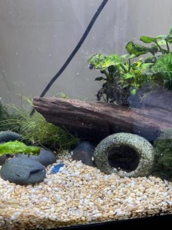 Image 1 of Fish & Fish Tank For Sale