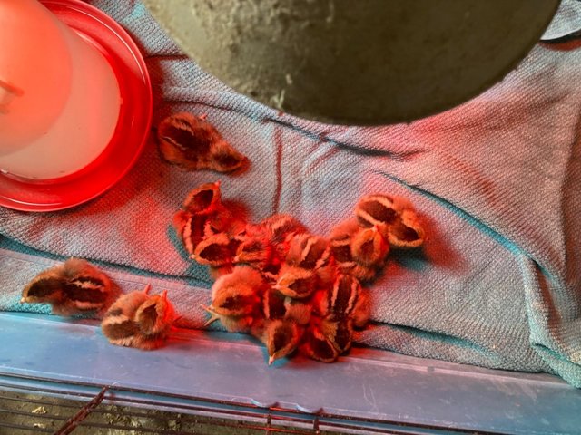 Preview of the first image of Pure breed Welsummer newly hatched chicks.