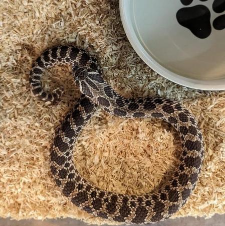 Image 3 of 2 year old female hognose snake