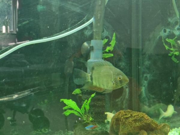 Image 1 of Green Neck SEVERUM Fish