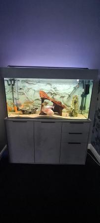 Image 1 of 250L Fish Tank + Fluval 407 Filter + Fish + Extras