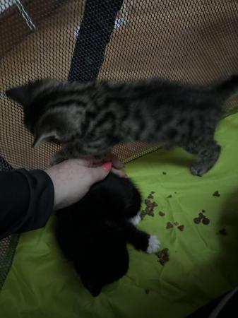 Image 17 of Kittens ready for their new homes beginning of May