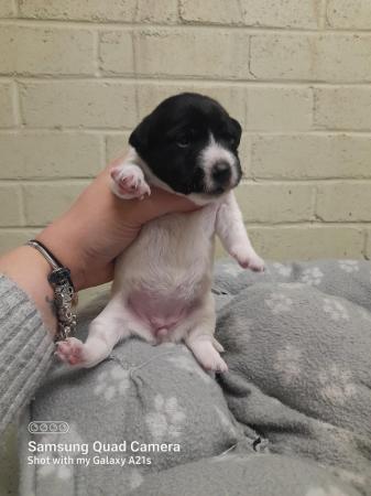 Image 3 of 1 Beautiful black and white jack russell girl left