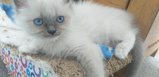 Image 17 of Pure Breed Ragdoll Kittens