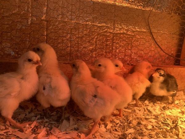 Image 2 of Day to 2wk old chicks unsexed - crosses and purebreeds