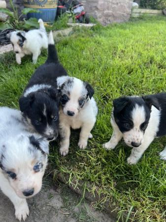 Image 9 of Border collie pups, ready from the 27th June