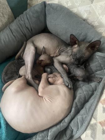 Image 7 of Canadian Sphynx kittens now available for new forever home