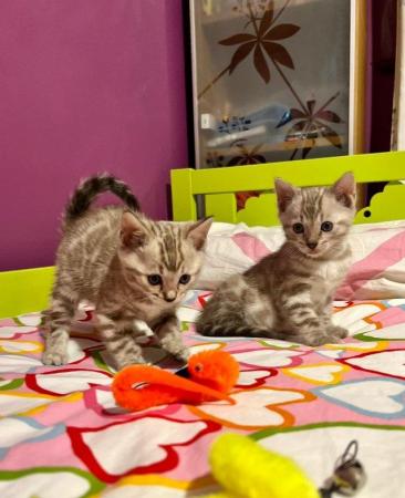 Image 5 of Stunning 5 Generations Pedigree Bengal Kittens in London
