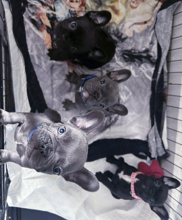 Preview of the first image of Kc frenchbulldog pups £950.