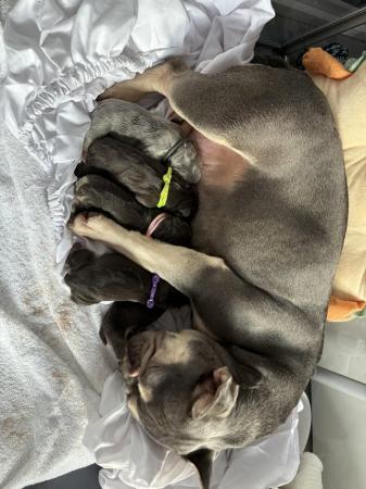 Image 7 of Health tested parents KC registered French bulldog puppies