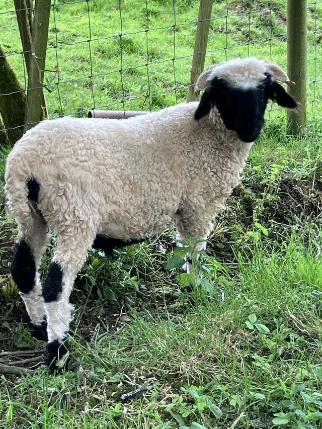Preview of the first image of Valais Blacknose wether lamb.