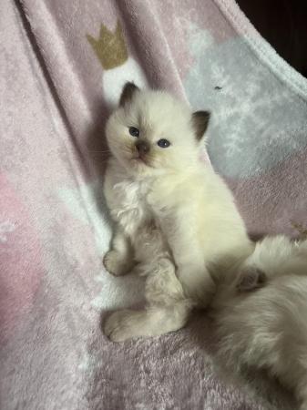 Image 12 of Last Beautiful male Ragdoll kitten for reservation