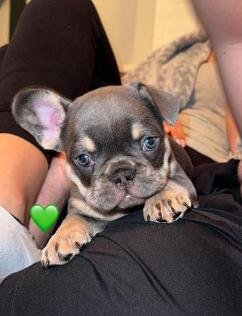 Image 4 of Pedigree French bulldog puppies looking for forever homes