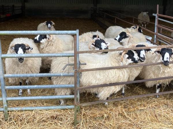 Image 1 of Rough Fell Sheep, Ewe Lambs, 12mths old, for sale