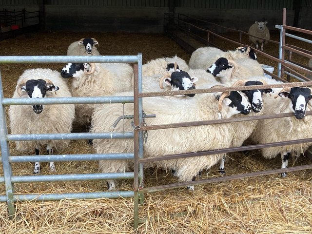 Preview of the first image of Rough Fell Sheep, Ewe Lambs, 12mths old, for sale.