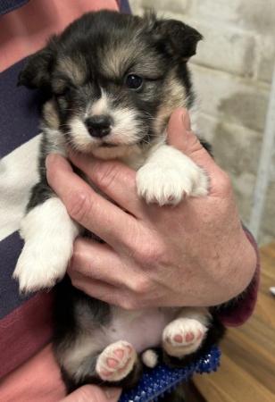 Image 9 of 3 Gorgeous KC Corgi Puppies for Sale