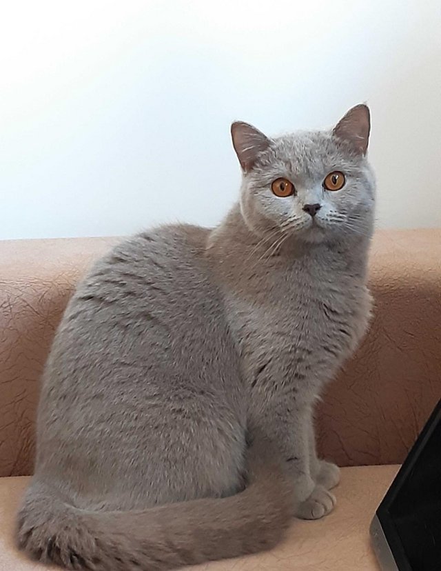 Preview of the first image of British shorthair female.