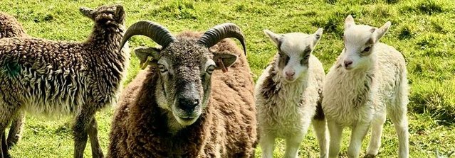 Image 2 of Soay lambs for sale - wonderful characters, beautiful fleece