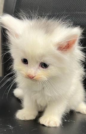 Image 3 of Maincoon x Turkish angora kittens for sale