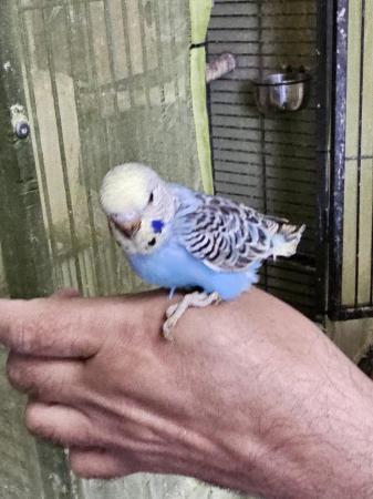 Image 30 of budgies for sale, breeding couples, babies