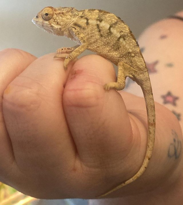 Preview of the first image of 3 month old female chameleon and full set up.