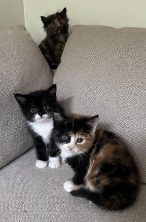 Image 3 of Gorgeous Black and white Kitten