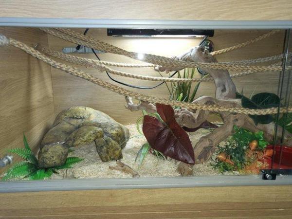 Image 5 of Royal python NO SET UP INCLUDED