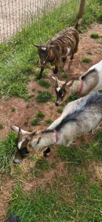 Image 7 of Pygmy goats group of four