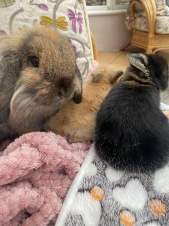 Image 4 of Indoor raised mini lops