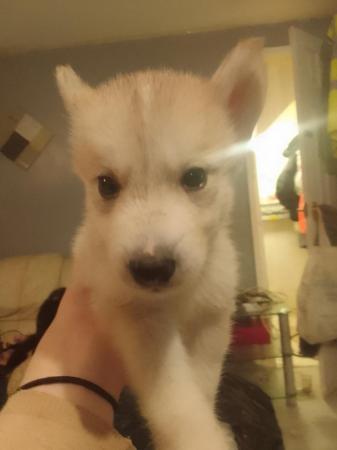 Image 9 of 7 gorgeous husky x alaskan puppies for sale