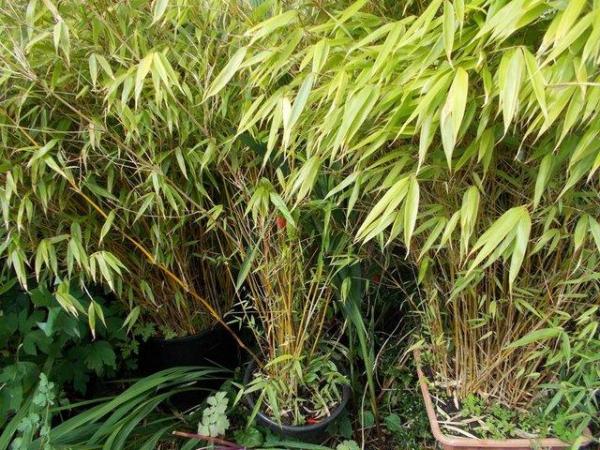 Image 2 of Bamboo potted Collection only £20 per pot or 2 for £30
