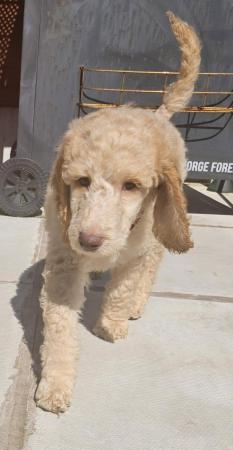 Image 4 of Ready now Standard poodle puppies