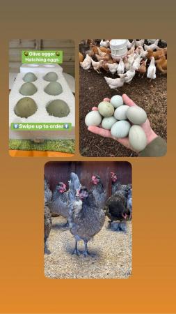 Image 10 of Hatching/fertile bantam and large fowl eggs