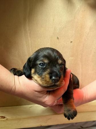 Image 5 of KC Reg Teckel Puppies - Wirehaired Dachshund