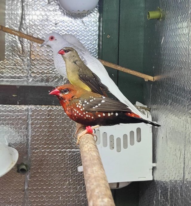 Preview of the first image of Strawberry Finches - Breeding Pair for sale.