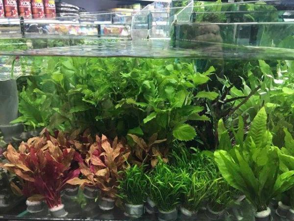 Image 4 of Aquatic Plants Available At The Marp Centre