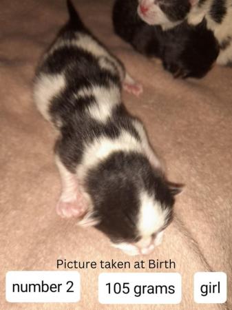 Image 4 of Female Kittens Availalable x3 from a litter of 5