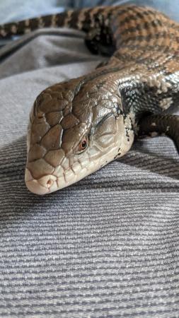 Image 5 of 1.5 year old Blue tongue Skink and set up.