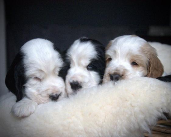 Image 40 of Show Cocker Puppies (KC Registered and fully health tested)
