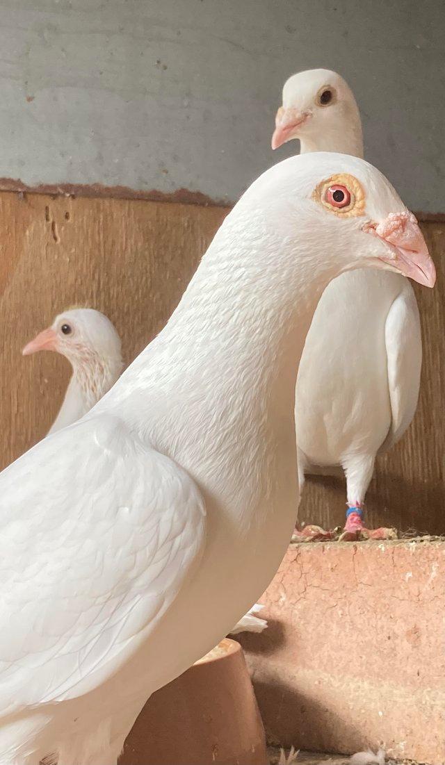 Pure white racing pigeons for sale — photo 2 of 3