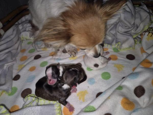 Image 4 of 3 long haired chihuahua pups