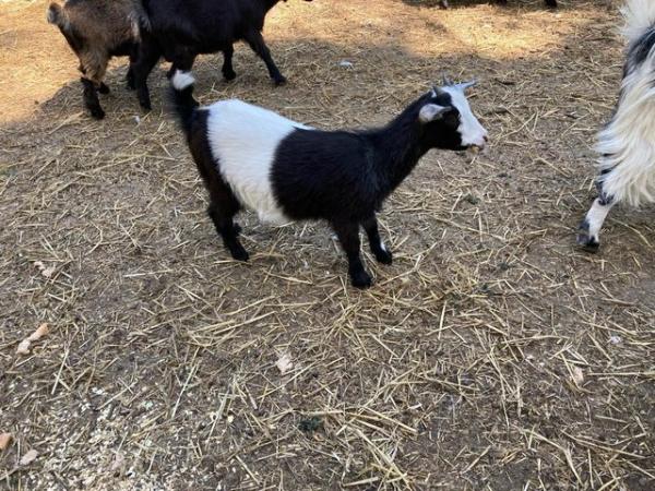 Image 1 of Pygmy *****goat*******youngsters