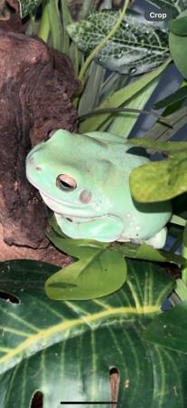 Image 5 of Whites tree frog and exo terra for sale